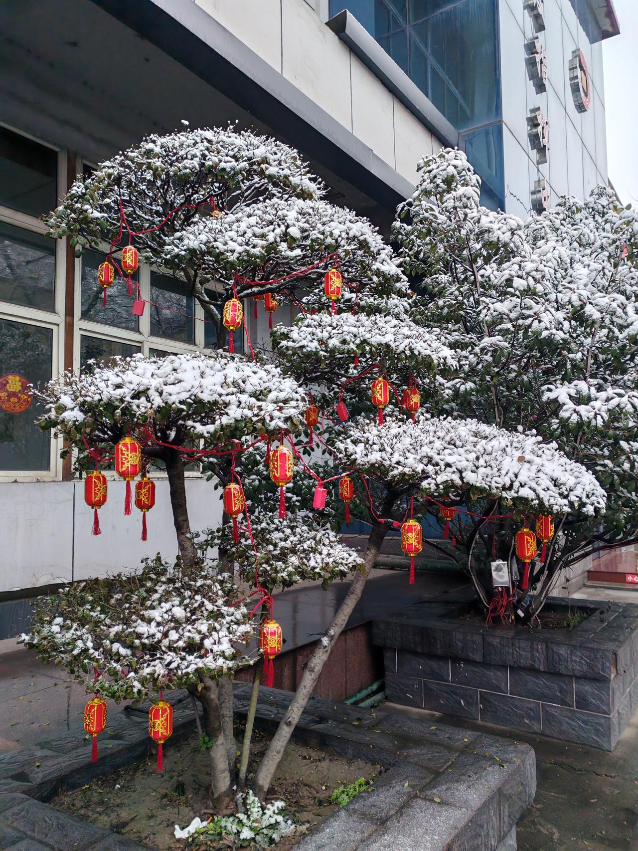 昨日，不论如何，邯郸地区迎来了第四场雪，这场雪下得真好。麦苗总算盖上了“雪花被