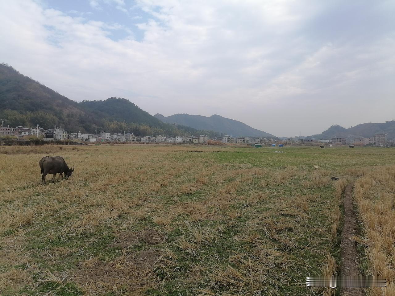 冬田里有好多牛，都是牛肉贩子买来宰杀出售的，牛贩子外地买进一批牛，过年一天杀一头