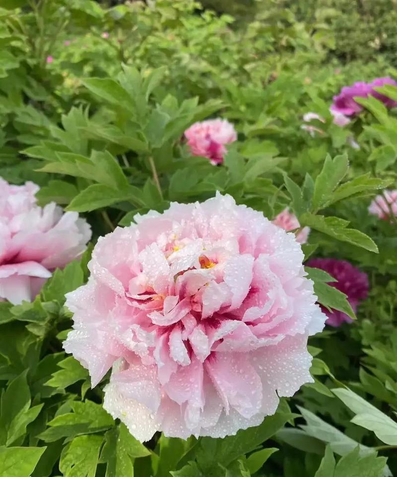 站桩根本不是“傻站”，你不动，身体里一场精密战争已经打响。膝盖别锁死。微屈