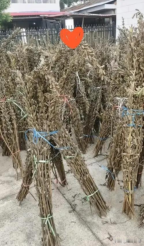 这是什么植物？晒在院子里，晒干了当柴烧吗？