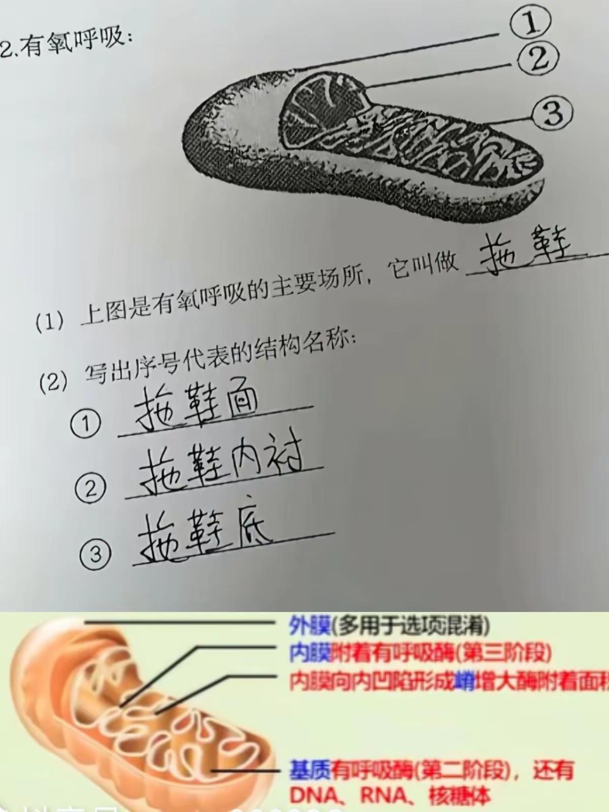 要怪只能怪画的太像拖鞋了！