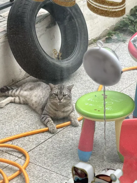 猫咪又来了！去我家院子里面溜达来着！