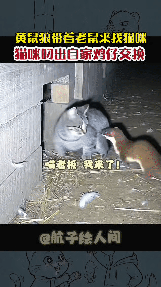 家贼难防！猫咪竟用自家鸡仔跟黄鼠狼“做交易”凌晨的鸡棚里，黄鼠狼带着“礼物