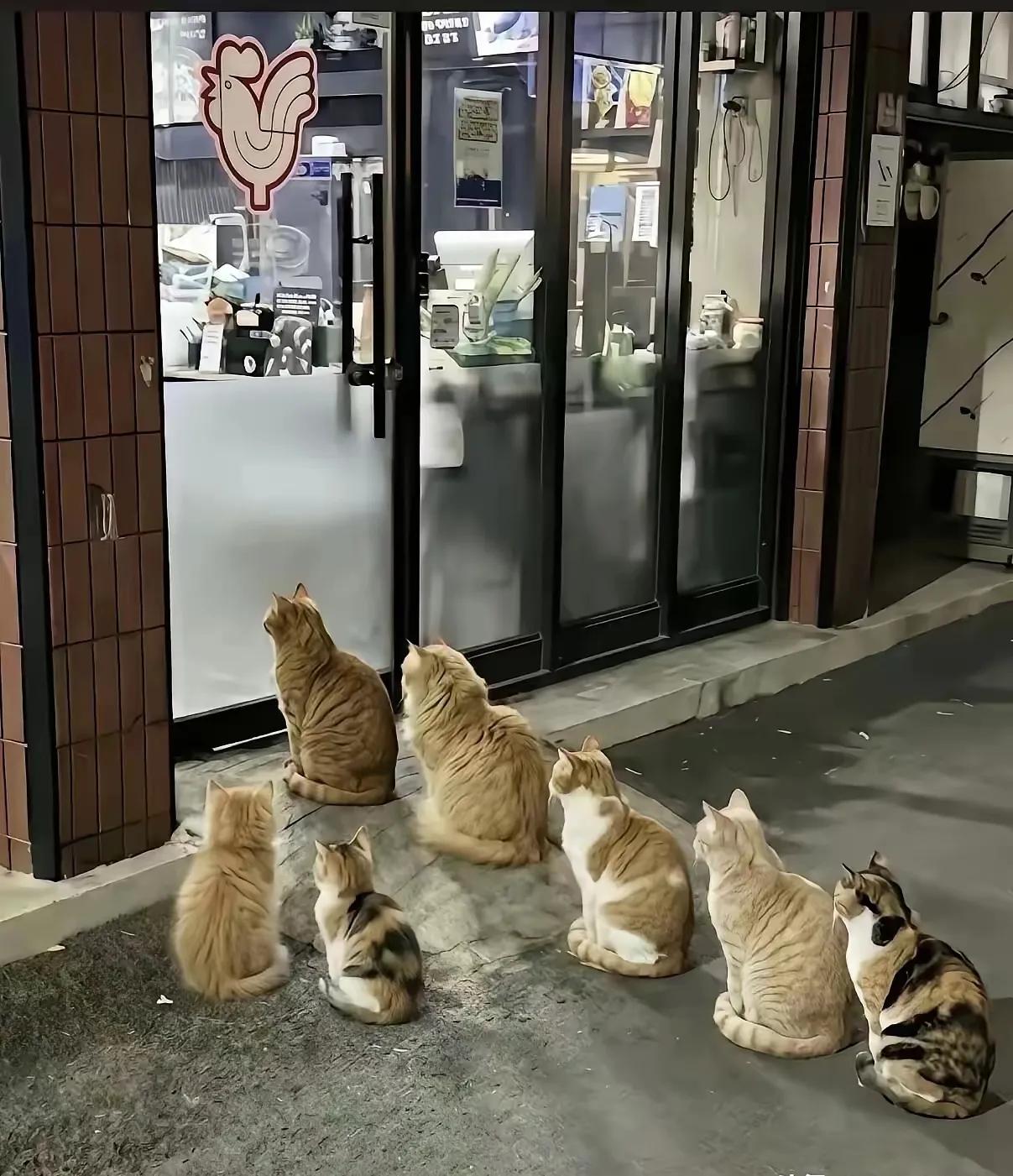 谁说动物不通人性？哪怕它只是一只流浪猫，它也照样通人性！有一家烤肉店在晚上打