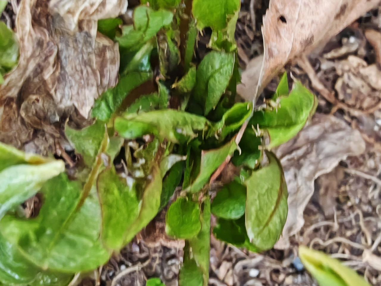 与痛风斗争的历程195今早醒来，全身关节并无异样，也没有明显的酸痛不