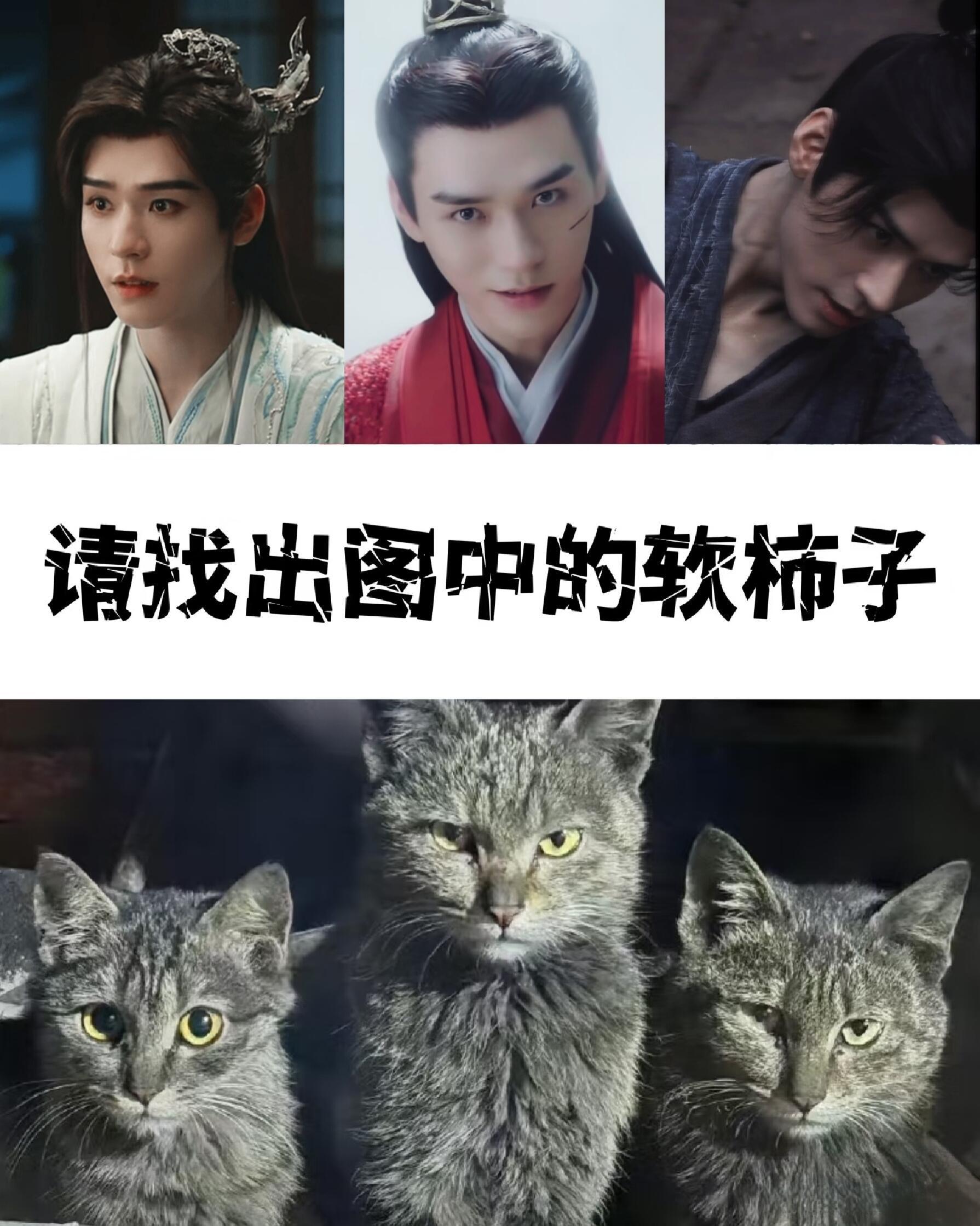 雨咪一看就好欺负另外两只好凶有点怕会neng亖我的样子小雨咪一看就不会动手，