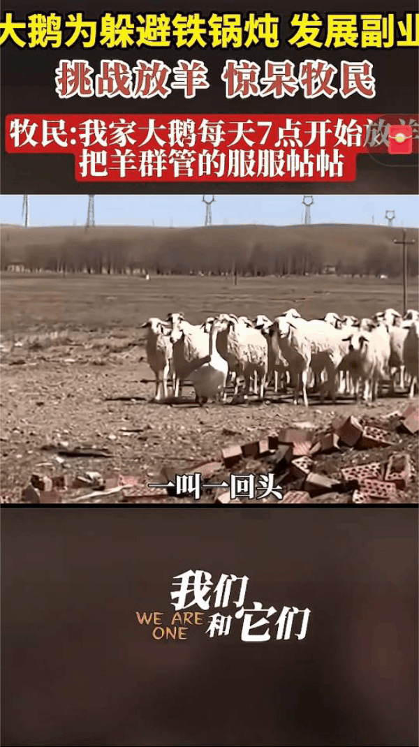 一牧民养了一只大鹅准备过冬铁锅炖，没想到它为了躲避被吃，竟然挑战放羊，大鹅每天早