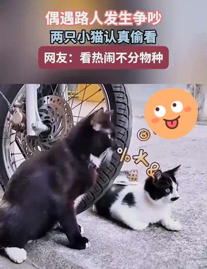 太搞笑了近日，重庆的两只猫咪火了，只因街边路人发生争执吵架。没想到，这两只猫咪