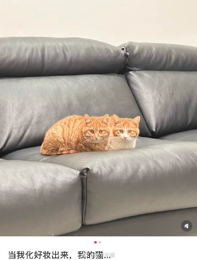 当猫看到化完妆的我belike