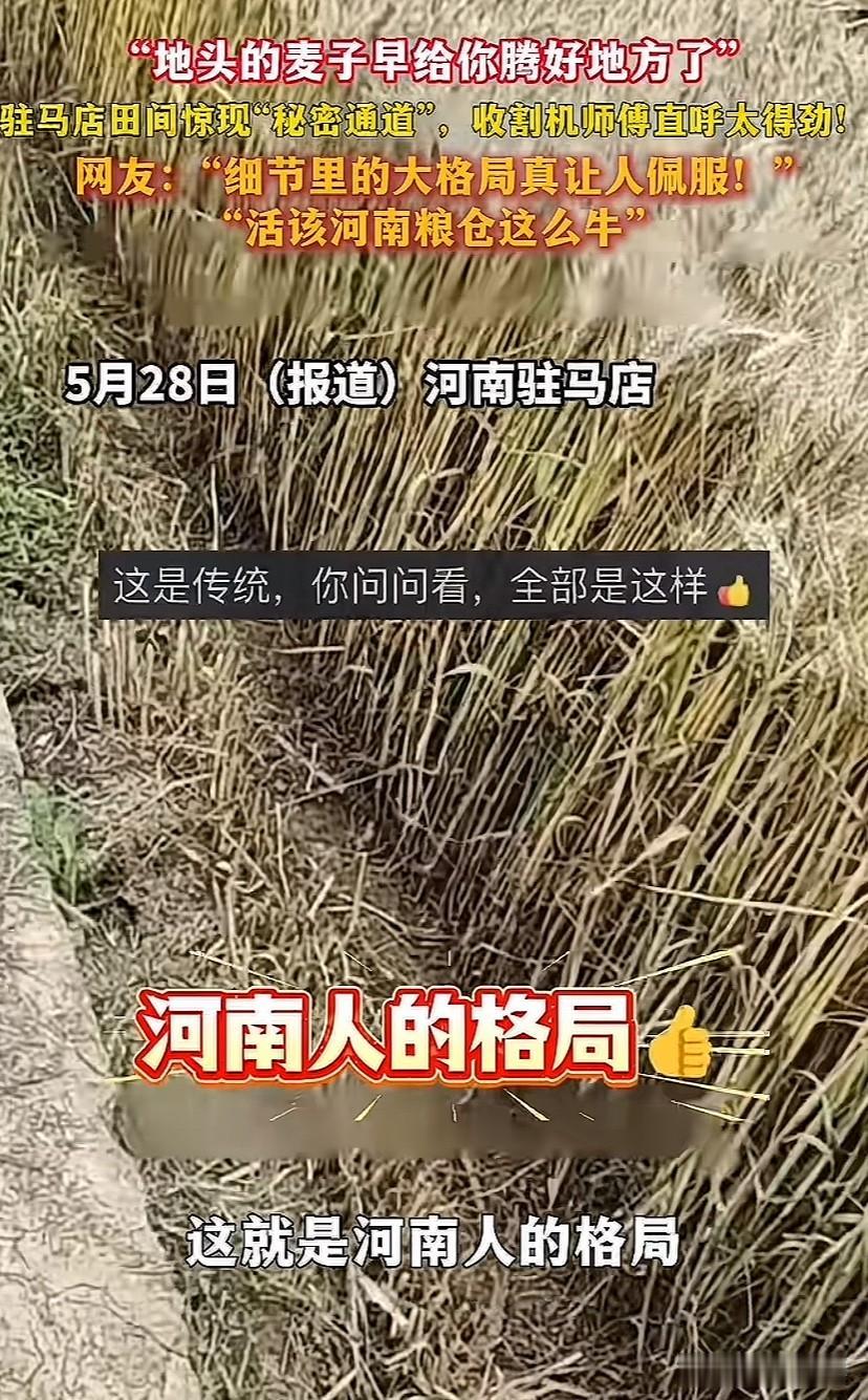 河南老乡绝不会亏待任何一个农机手，现在才懂这句话的含金量有多高！收割机还没开