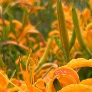 忘忧草种植1、选盆与土壤：盆栽选一个深度至少30厘米的宽口盆，底部垫上陶粒或碎石