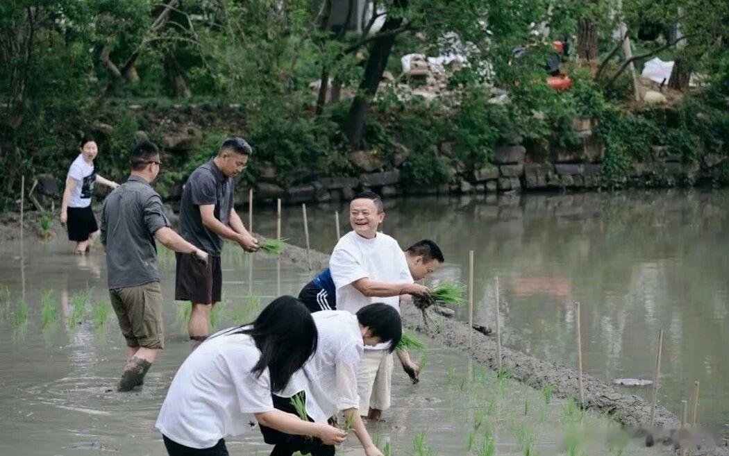 马云亲自下地插秧，惬意大笑，好接地气……