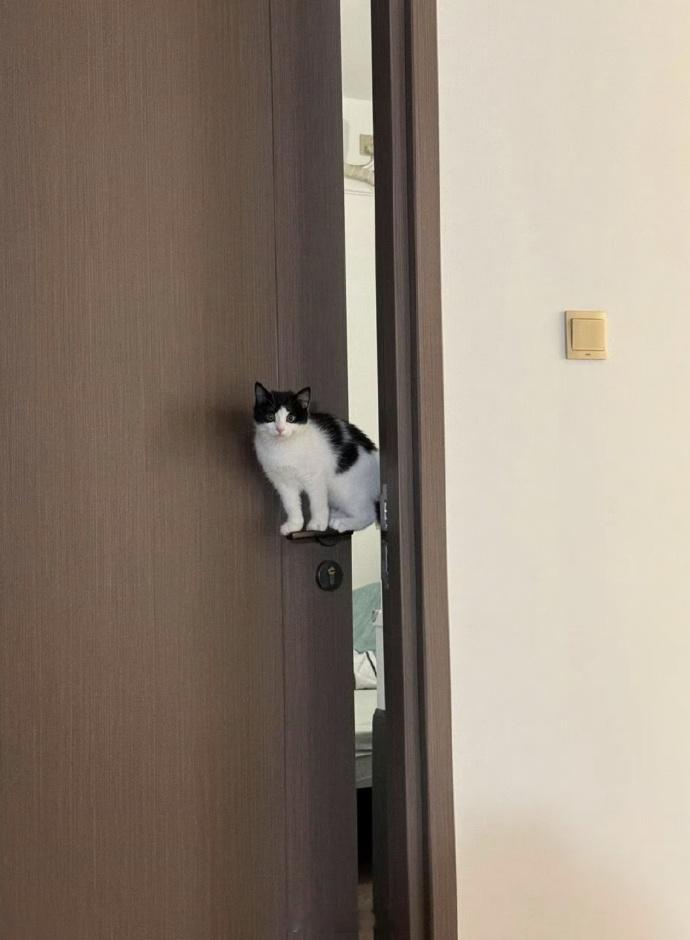 奶牛猫的本事果然名不虚传​​​