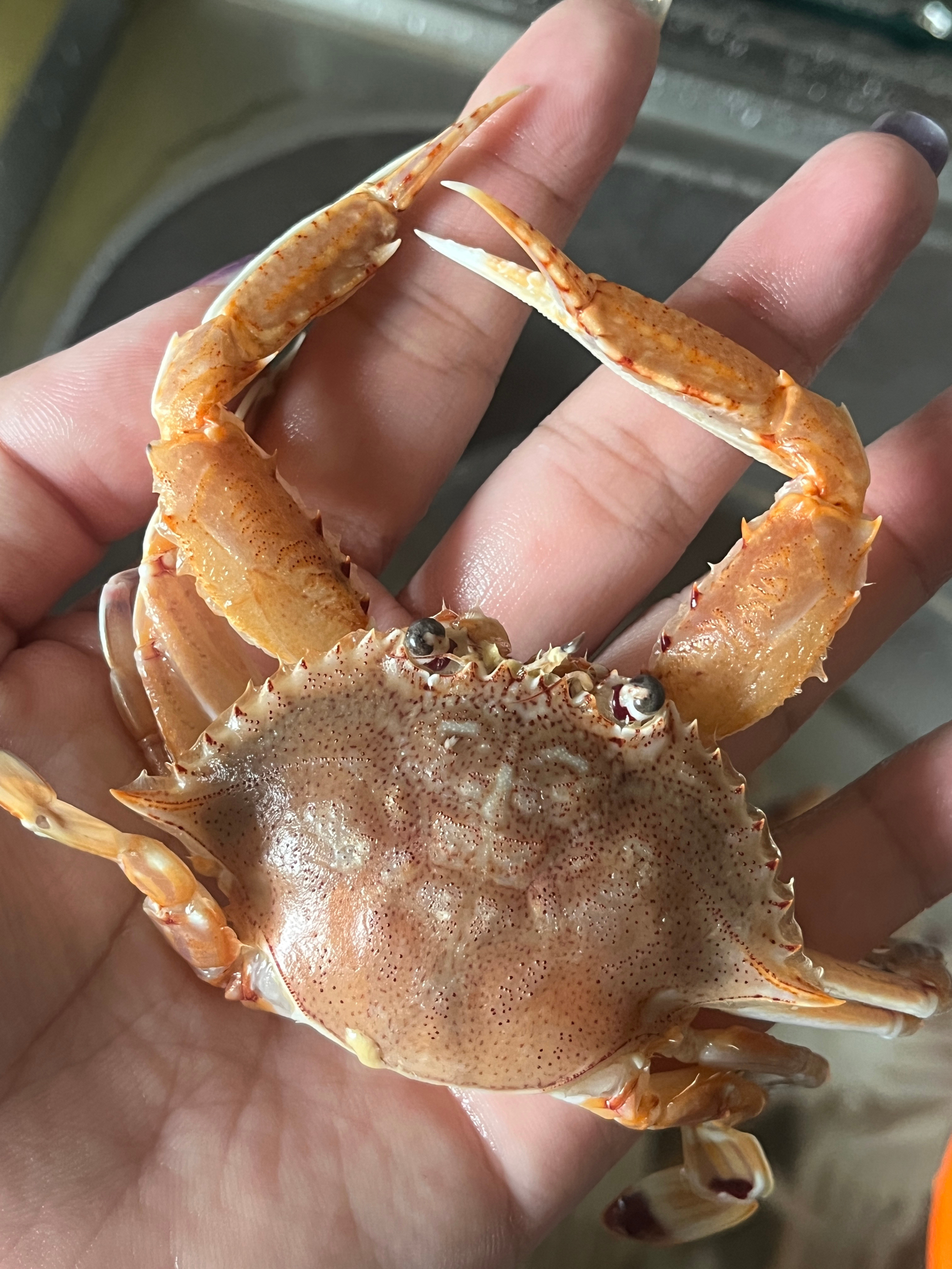 小螃蟹腌的最好吃了​​​