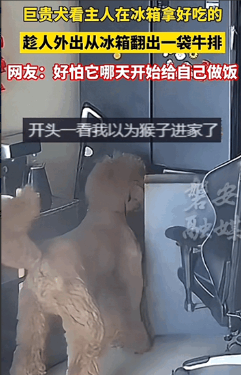 成精了！河北，狗狗经常看主人从冰箱里拿好吃的，趁家中没人的时候偷偷打开冰箱，竟然