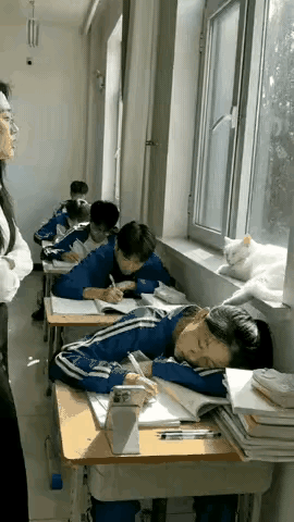 谁能想到，校园里最靠谱的“纪律委员”，居然是一只流浪猫！这