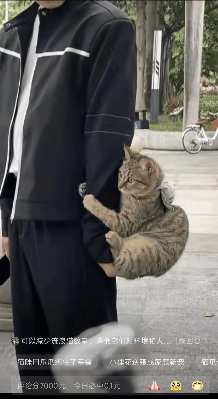 小伙子从单位辞职了，他经常投喂的一只流浪狸花猫，好像知道他离开就不会再回来了，