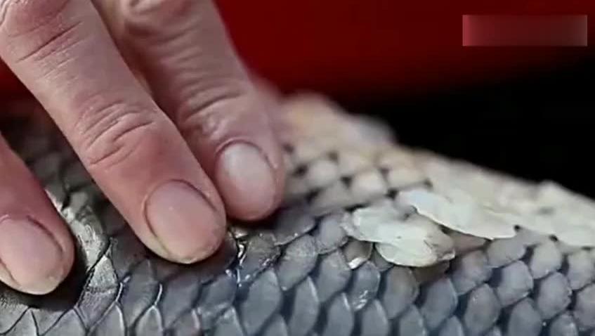 香香美食郑州排队小吃_香香美食舌尖上的河南