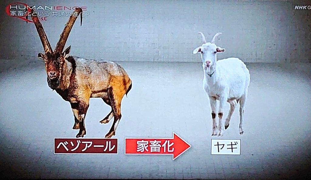 日本神研究：生物一旦被驯化就会变白。话说，人也是生物的一种，后面的想法变得相
