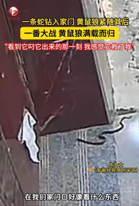 “解释不清了！”9月1日，安徽宿州，一女子看监控时，发现有条蛇溜进自己家里，正在
