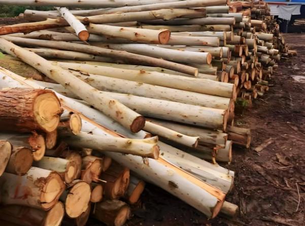 日本和美国早已禁种，那中国为何依然大力种植?背后的原因不简单有一种树，在美国