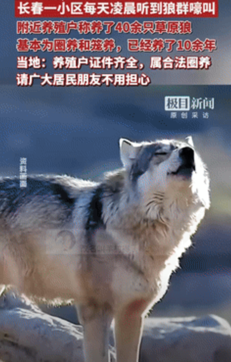 “缺大德了！”吉林长春，一男子每天凌晨都能听到狼群嚎叫，他担心狼群会影响到居民安