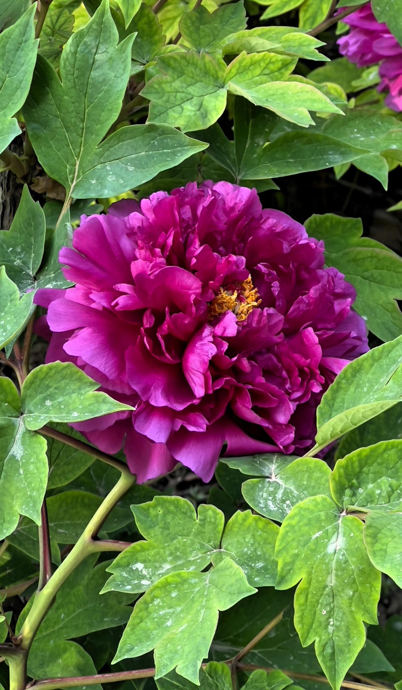 手机中的美图晒一晒分享美丽的花朵：紫色的牡丹花绽放在绿叶之间，美不胜收！晒图笔记