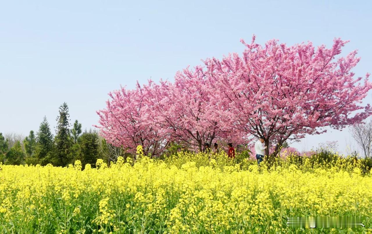 村子前面的田园，油菜花儿黄了，桃树花儿开了，这个景色太迷人了。你说农村好不好？