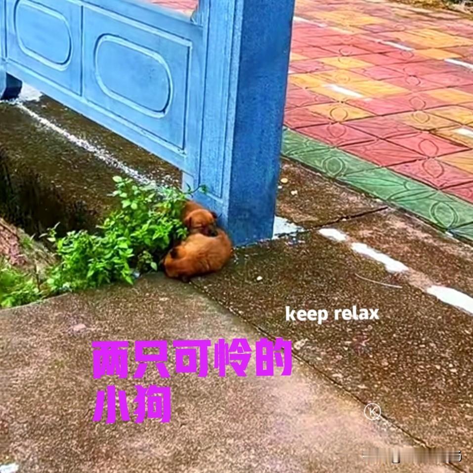 早上在河边散步的时候，发现石栏下面躺着两只小狗。小狗睡得很香，它们紧紧地依偎在一
