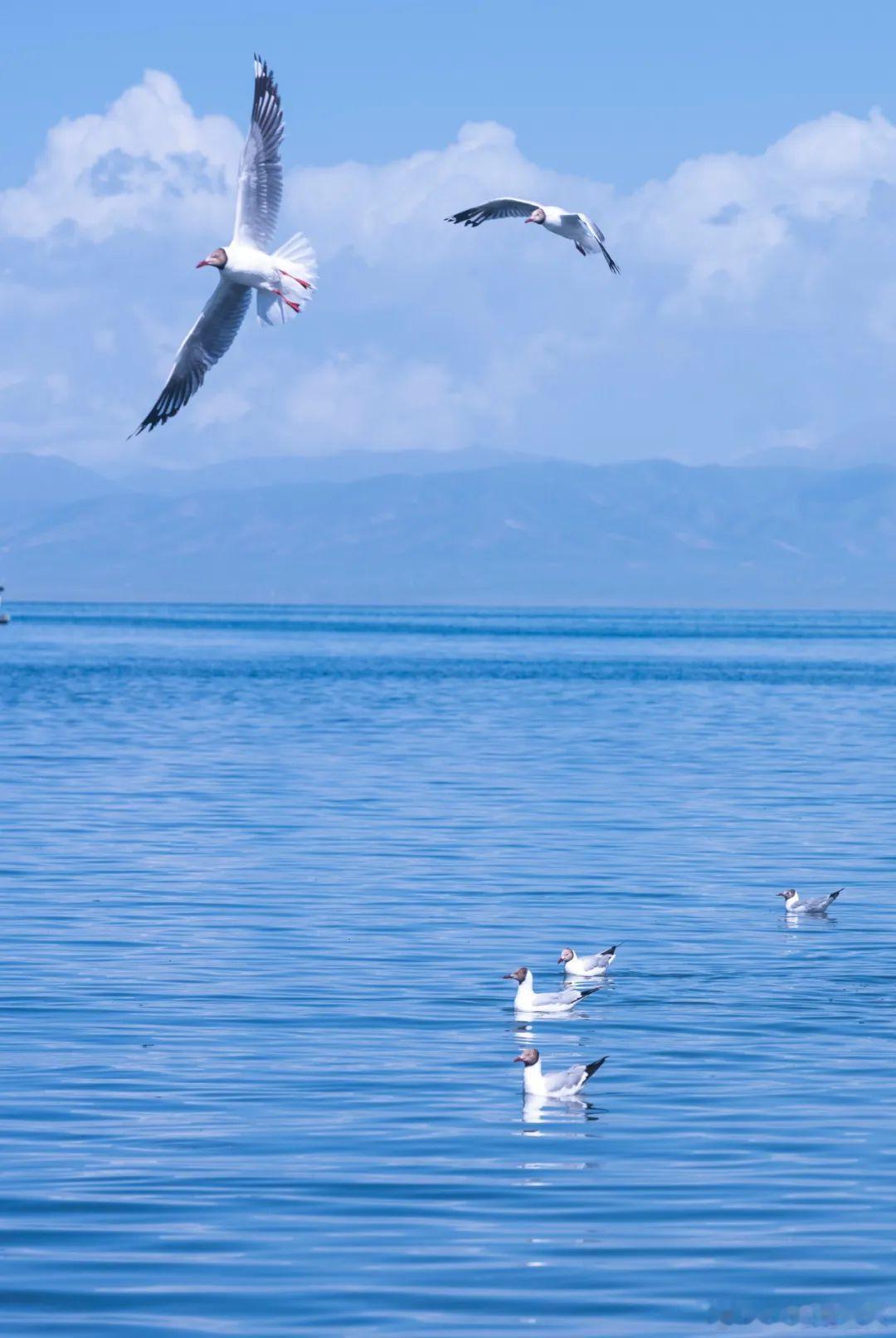 青海湖不是海，却比海更深；好似梦，却比梦更远～​​​