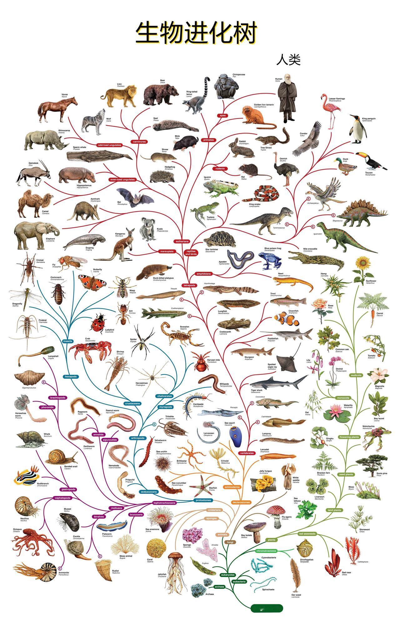 从38亿年前生命起源至今，地球上共出现过约40亿种生物，超过99%的物种已经灭绝