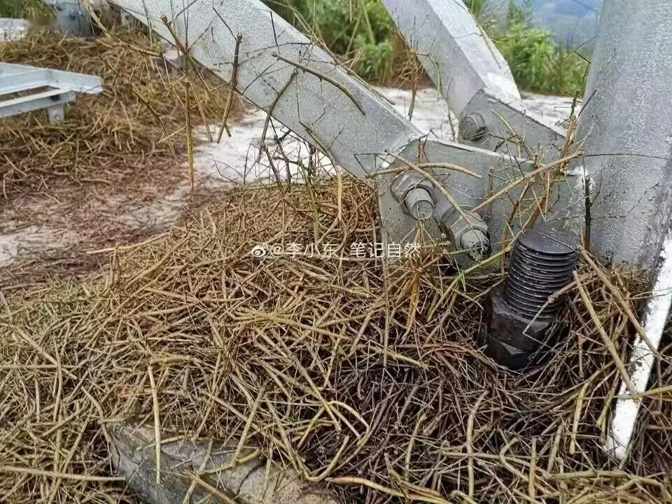竹节虫全是虫子😱😱😱😱😱​​​