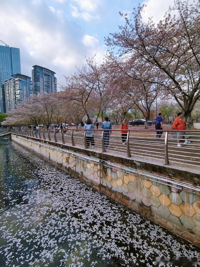 才几天没来常逛的公园，春景竟已悄悄换了模样。前几日还满树绚烂的粉色樱花，如