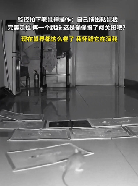 这只老鼠太聪明了！重庆，一只老鼠深夜出来找吃的，它走到一户人家的客厅时却发现前面