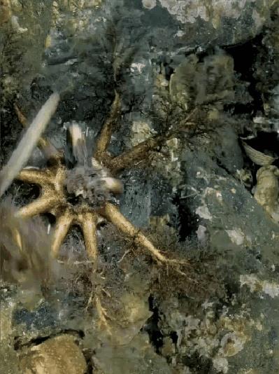 哪位大神知道这是啥？植物还是动物？