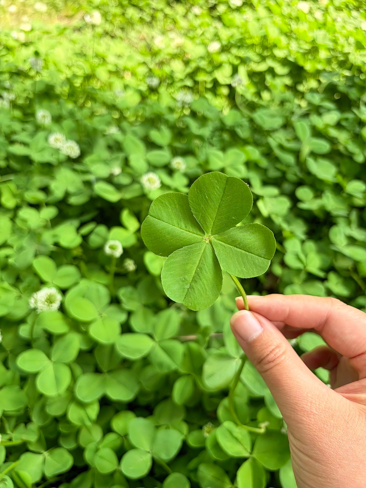 刷到幸运四叶草赶紧许愿🍀超灵的！！！​​​