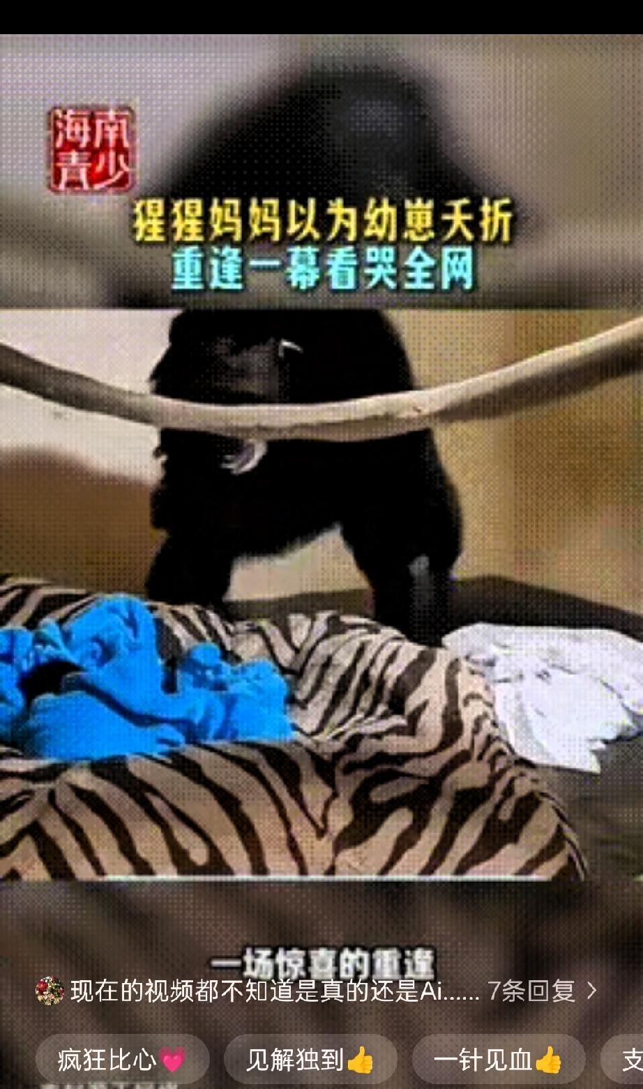 “瞬间破防了！”动物园里一只母猩猩分娩后，以为自己的孩子没能活下来，黯然离开了，