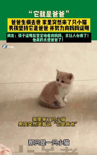 泪目！河南，男孩睡觉梦到了生病去世的爸爸“幻化”成了一只猫，结果第二天家里还真的