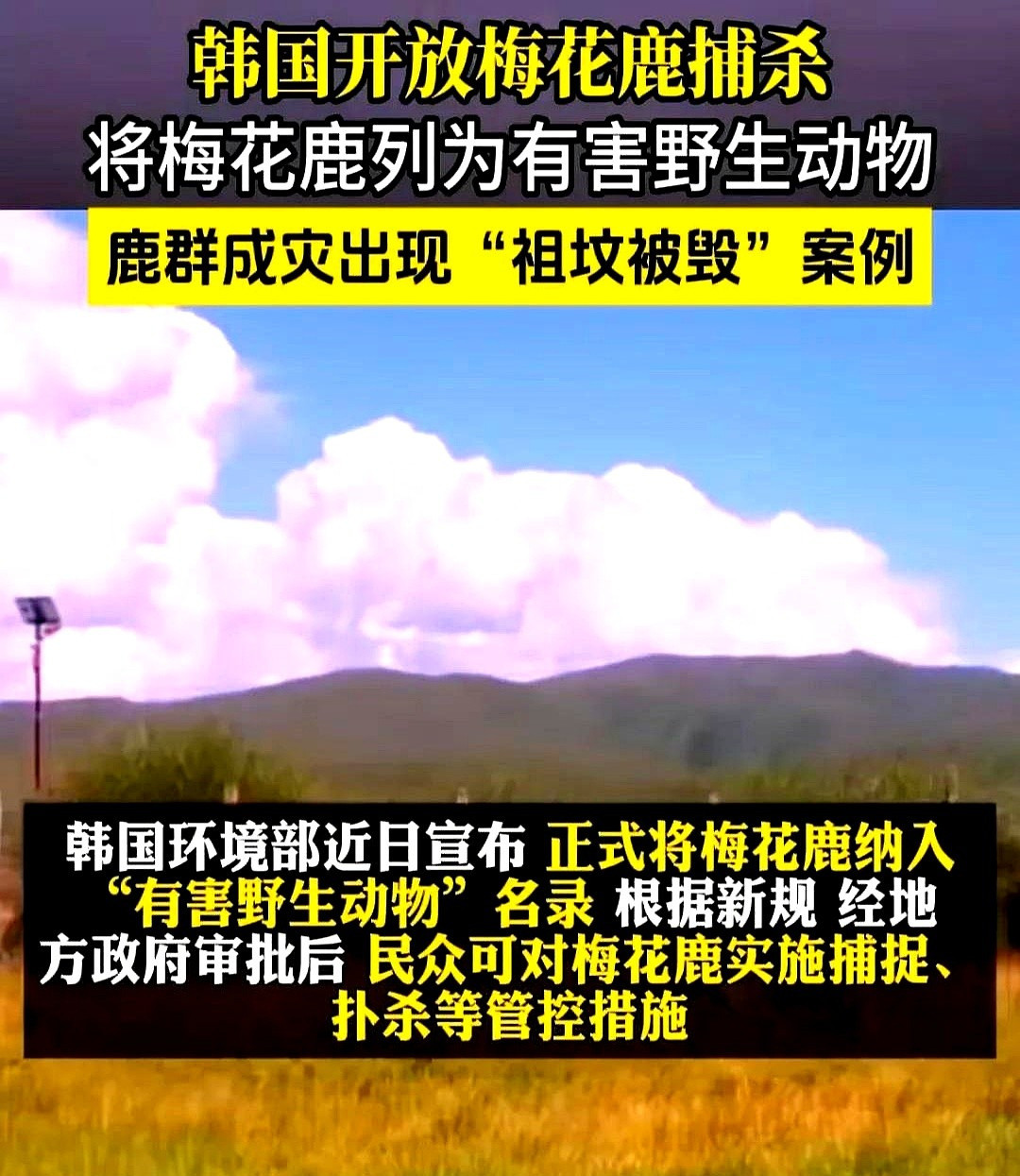 大连得管好梅花鹿数量---这事儿