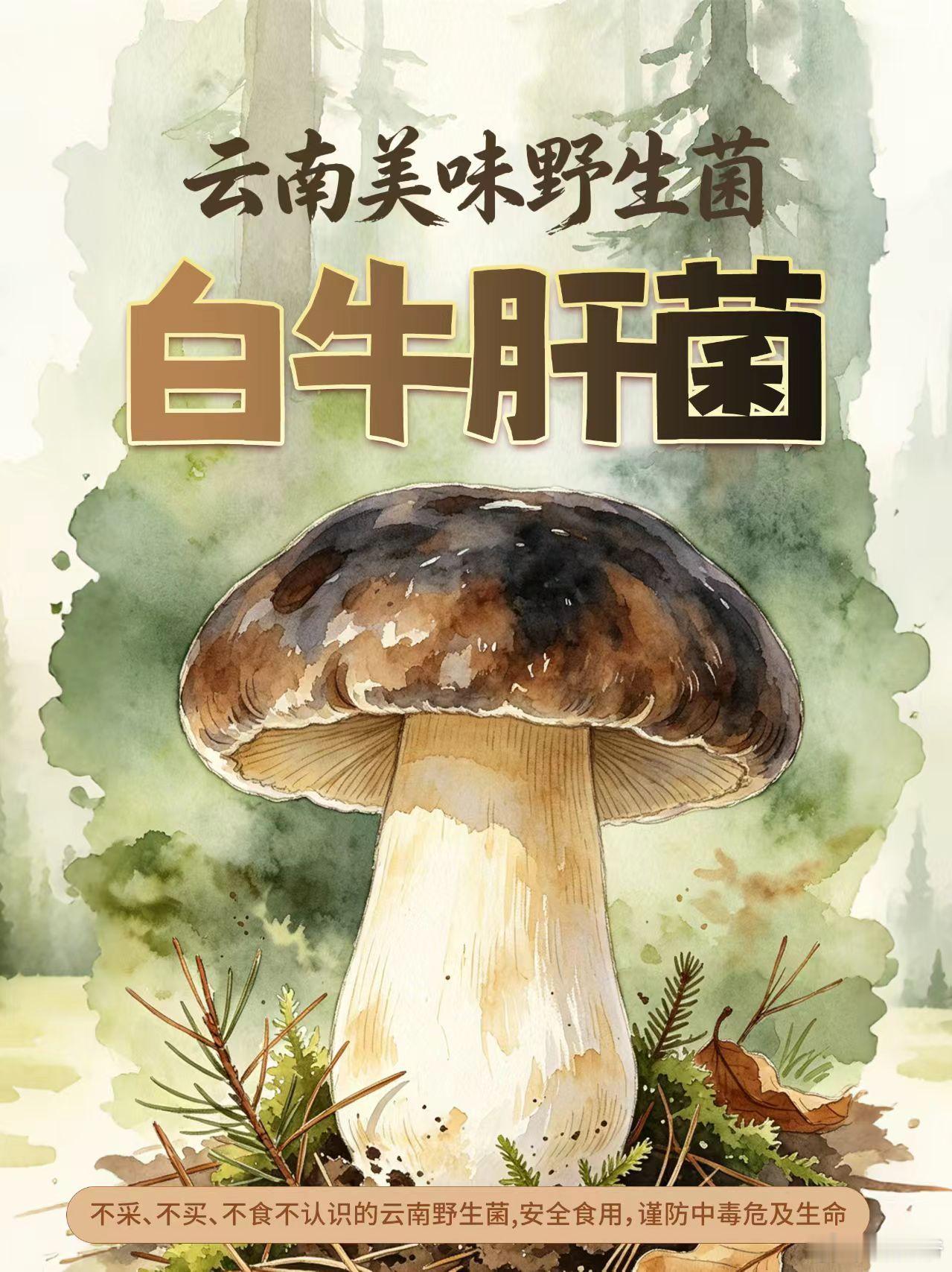 只有云南人才懂的野生菌执念去过不少城市旅行，但心里始终惦记着云南。尤其到了雨季