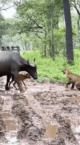在危险面前，母爱无所畏惧。