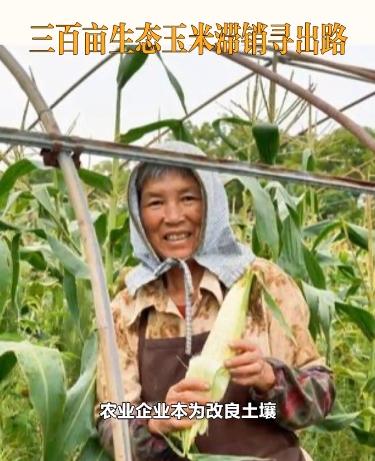 这下彻底解释不清了！7月下旬，杭州淳安一片300多亩的玉米地突然引发关注，而正