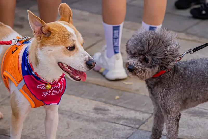 从“金毛事件”看第三者的恶果嘿，你们听说“永州金毛事件”没？这事儿的起因就是