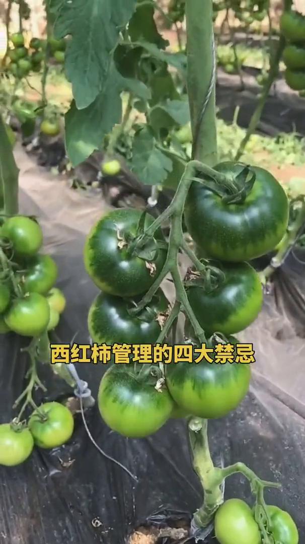 西红柿管理也是一门技术活，管理不得当，辛苦全白费。今天和大家分享一下西红柿管理的