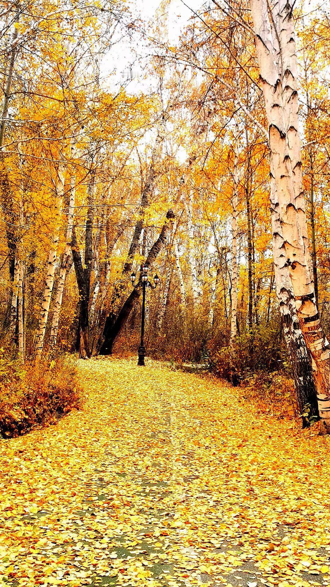 秋雨无心敲落叶，求下联下联：春风有信染繁花。