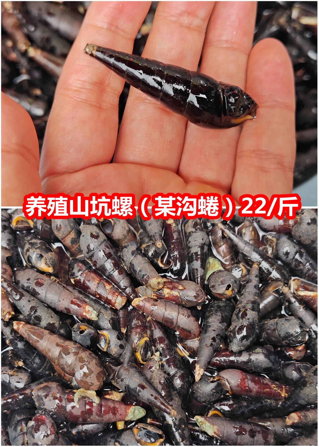 养殖山坑螺22/斤，不便宜山坑螺没有泥味，鲜甜得来，味道很干净，我最喜欢煲汤