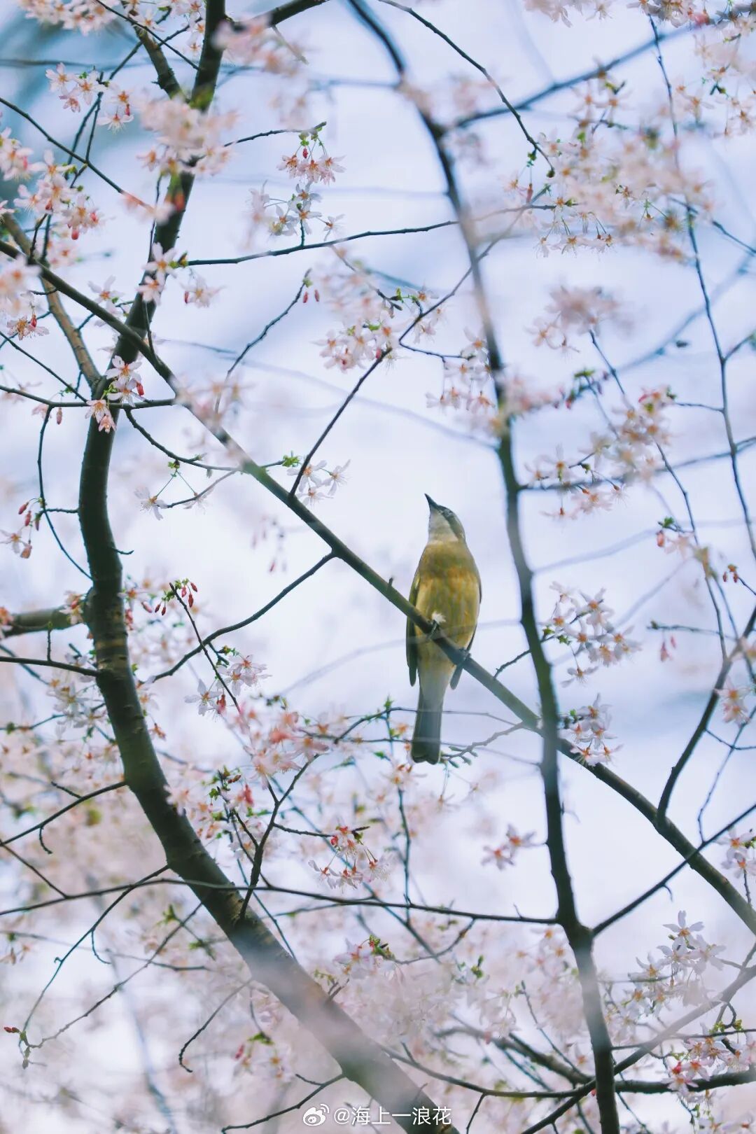 杭州的寺庙很多，有一座寺庙离西湖很近，游人也比灵隐寺少很多，还能吃饭，累了也能找
