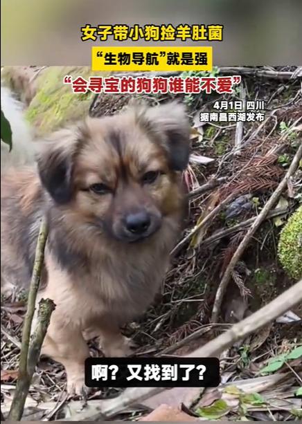 一个女的带小狗去捡羊肚菌。她还在四处翻找，小狗已经蹲在一个地方不动了。过去一看，