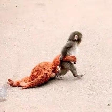 别再只夸它可爱了！日本这只网红小猴拳君，抱着假妈妈不肯撒手的背后，哪是治愈，