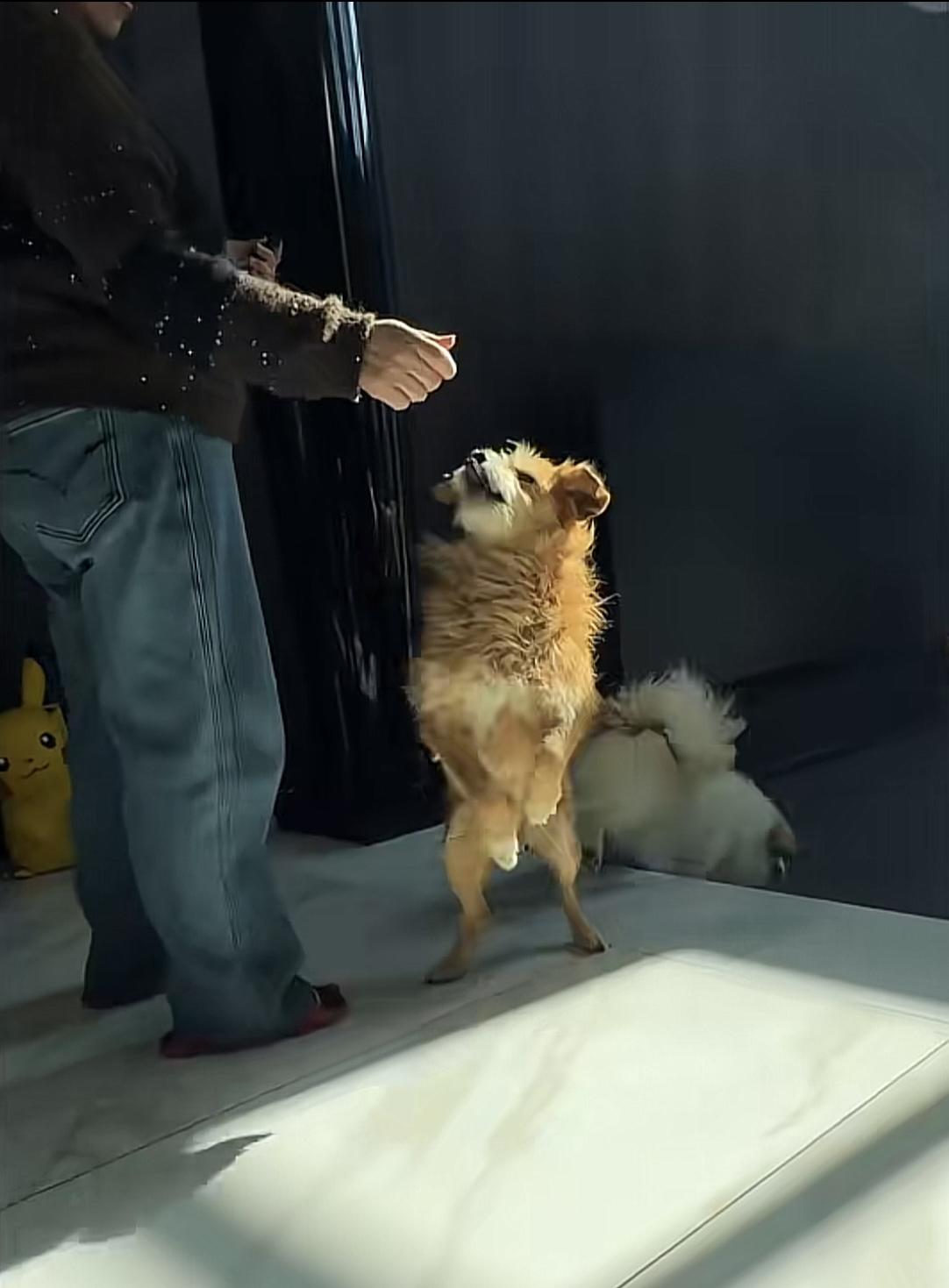 山东烟台，勇救伯恩山犬啾啾的黄白两只义犬，一直牵动着无数网友的心，近日从啾啾主人